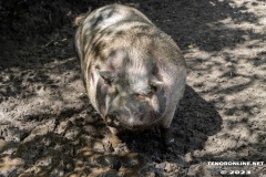 Schwein-Birgits-Tiergarten-Streichelzoo-und-Parkanlage-in-Rechtsupweg-19.7.2023-20