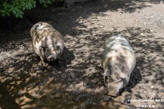 Schweine-Birgits-Tiergarten-Streichelzoo-und-Parkanlage-in-Rechtsupweg-19.7.2023-21