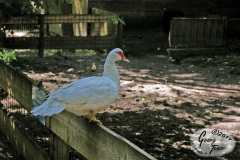 Birgits-Tiergarten-Streichelzoo-und-Parkanlage-in-Rechtsupweg-18.6.2017-10