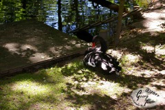 Birgits-Tiergarten-Streichelzoo-und-Parkanlage-in-Rechtsupweg-18.6.2017-11