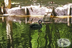 Birgits-Tiergarten-Streichelzoo-und-Parkanlage-in-Rechtsupweg-18.6.2017-12