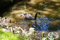Birgits-Tiergarten-Streichelzoo-und-Parkanlage-in-Rechtsupweg-18.6.2017-13