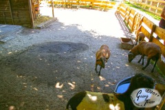 Birgits-Tiergarten-Streichelzoo-und-Parkanlage-in-Rechtsupweg-18.6.2017-19