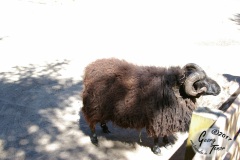 Birgits-Tiergarten-Streichelzoo-und-Parkanlage-in-Rechtsupweg-18.6.2017-20