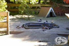 Birgits-Tiergarten-Streichelzoo-und-Parkanlage-in-Rechtsupweg-18.6.2017-21