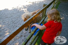 Birgits-Tiergarten-Streichelzoo-und-Parkanlage-in-Rechtsupweg-18.6.2017-25