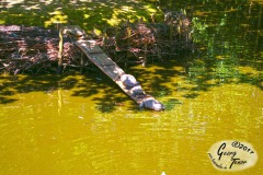 Birgits-Tiergarten-Streichelzoo-und-Parkanlage-in-Rechtsupweg-18.6.2017-33