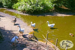Birgits-Tiergarten-Streichelzoo-und-Parkanlage-in-Rechtsupweg-18.6.2017-35