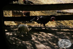 Birgits-Tiergarten-Streichelzoo-und-Parkanlage-in-Rechtsupweg-18.6.2017-37