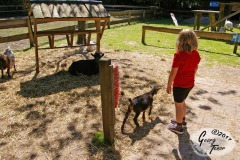 Birgits-Tiergarten-Streichelzoo-und-Parkanlage-in-Rechtsupweg-18.6.2017-40