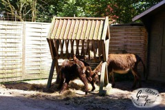 Birgits-Tiergarten-Streichelzoo-und-Parkanlage-in-Rechtsupweg-18.6.2017-44