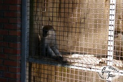Birgits-Tiergarten-Streichelzoo-und-Parkanlage-in-Rechtsupweg-18.6.2017-45