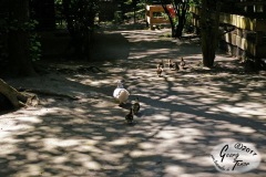 Birgits-Tiergarten-Streichelzoo-und-Parkanlage-in-Rechtsupweg-18.6.2017-6