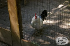 Birgits-Tiergarten-Streichelzoo-und-Parkanlage-in-Rechtsupweg-18.6.2017-8
