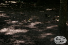 Birgits-Tiergarten-Streichelzoo-und-Parkanlage-in-Rechtsupweg-18.6.2017-9