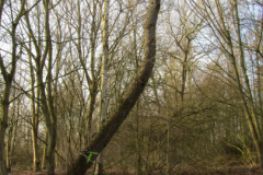 der alte Müllberg  Hoog Ses  Norden 17.2.19-14