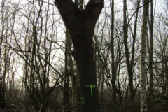 der alte Müllberg  Hoog Ses  Norden 17.2.19-15