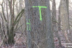 der alte Müllberg  Hoog Ses  Norden 17.2.19-16