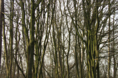 der alte Müllberg  Hoog Ses  Norden 17.2.19-21