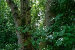 Derk-de-Haan-Padd-Stadt-Norden-6.6.2023-68
