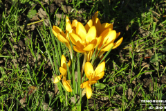 Frühlingsblumen Fräuleinshof Norden 15.2.2019-1