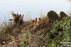 Frisiasee Norden 17.2.2019-20