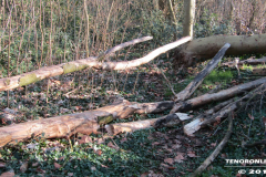 Frisiasee Norden 17.2.2019-9