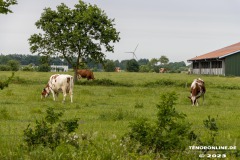 Kuehe-Grossheider-Strasse-Grossheide-22.6.2023-38