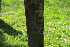 Grabsteine-alter-Norder-Friedhof-Ludgerikirche-Norden-21.4.2019-80