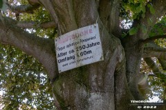 alte-Blutbuche-Hauptstrasse-Hage-28.7.2022-60