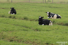 Deutsches-Schwarzbuntes-Niederungsrind-19.5.2019-1