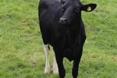 Deutsches-Schwarzbuntes-Niederungsrind-19.5.2019-2