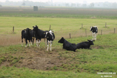 Deutsches-Schwarzbuntes-Niederungsrind-19.5.2019-4