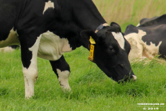 Deutsches-Schwarzbuntes-Niederungsrind-26.5.19-13