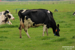 Deutsches-Schwarzbuntes-Niederungsrind-26.5.19-7