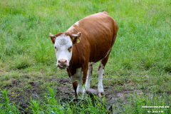 Rinder-Ekeler-Weg-Norden-12.6.2019-2
