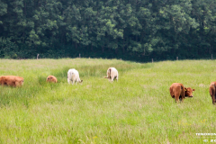 Rinder-Ekeler-Weg-Norden-12.6.2019-3