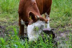 Rinder-Ekeler-Weg-Norden-12.6.2019-4