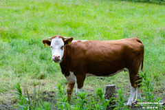 Rinder-Ekeler-Weg-Norden-12.6.2019-5
