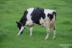 Rinder-Wester-Wischer-Im-Wischer-Norden-16.6.2019-1