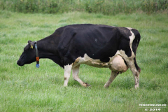 Rinder-Wester-Wischer-Im-Wischer-Norden-16.6.2019-10