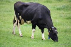 Rinder-Wester-Wischer-Im-Wischer-Norden-16.6.2019-11
