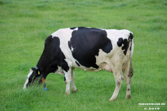 Rinder-Wester-Wischer-Im-Wischer-Norden-16.6.2019-2