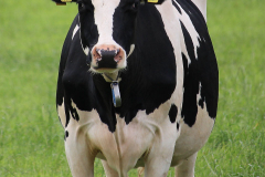 Rinder-Wester-Wischer-Im-Wischer-Norden-16.6.2019-3