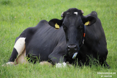 Rinder-Wester-Wischer-Im-Wischer-Norden-16.6.2019-4