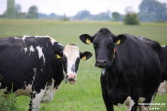 Rinder-Wester-Wischer-Im-Wischer-Norden-16.6.2019-5