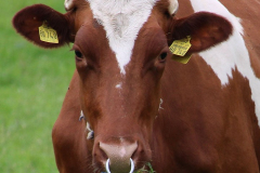 Rinder-Wester-Wischer-Im-Wischer-Norden-16.6.2019-6