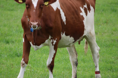 Rinder-Wester-Wischer-Im-Wischer-Norden-16.6.2019-7