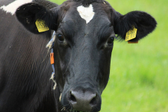 Rinder-Wester-Wischer-Im-Wischer-Norden-16.6.2019-8