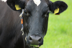 Rinder-Wester-Wischer-Im-Wischer-Norden-16.6.2019-9